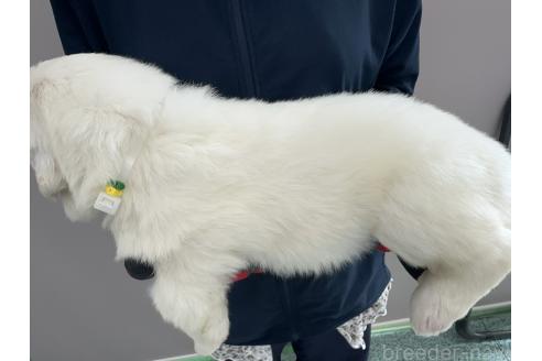 販売中の千葉県のグレートピレニーズ-394902の5枚目
